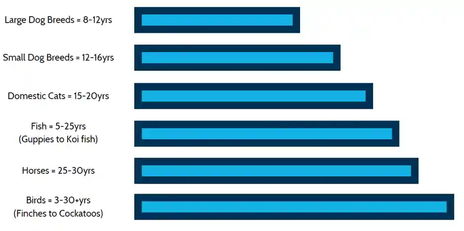 Graphic of pet life spans.